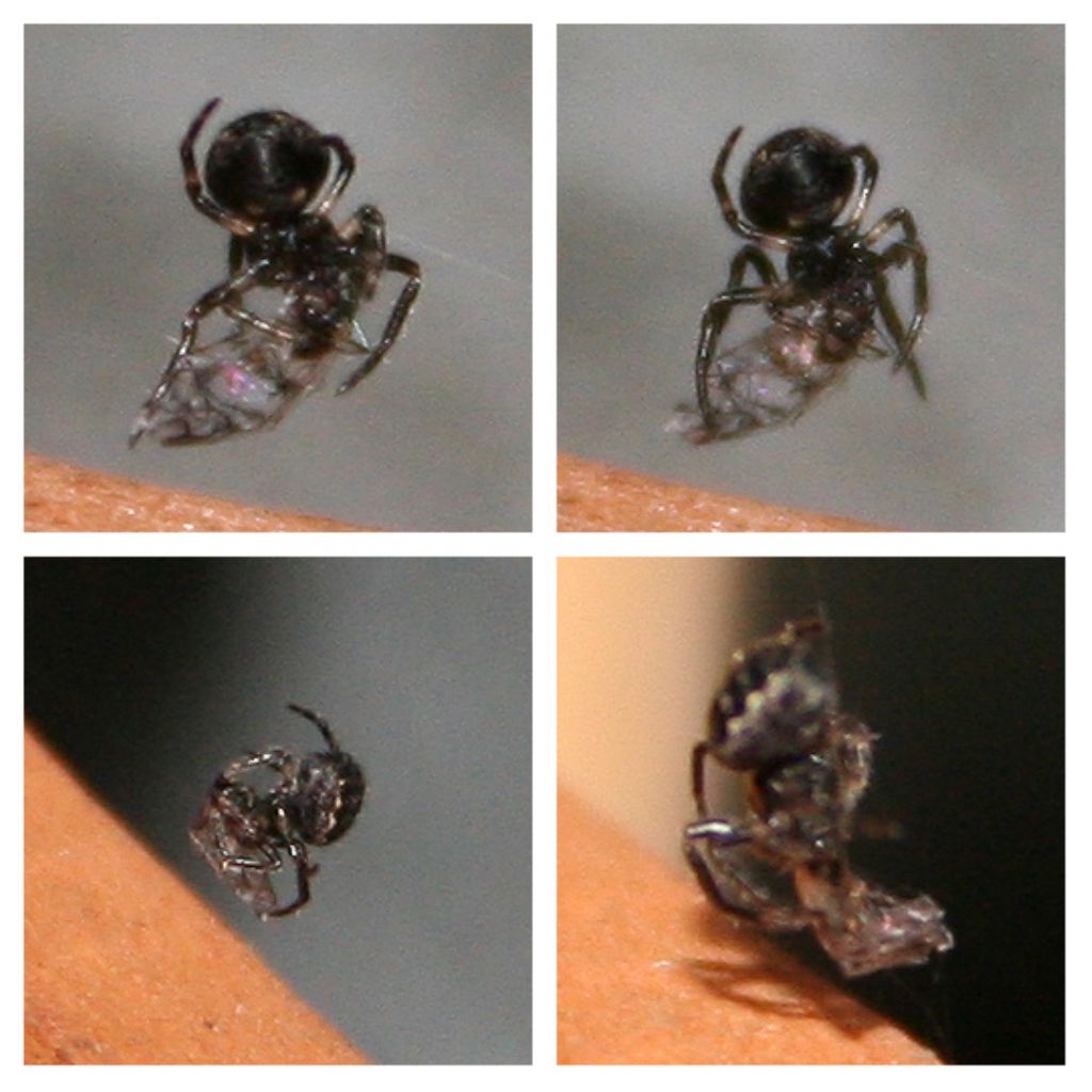 2 mm. di Araneidae (forse Nuctenea sp.) - Basso Piave (VE)